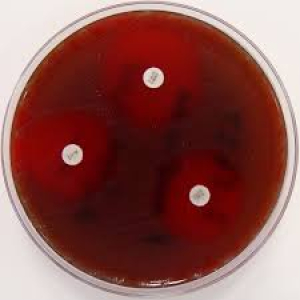 ISO-Sensitest-Agar, 10 St.